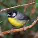 Santa Marta Brushfinch - Photo (c) guyincognito, some rights reserved (CC BY-NC), uploaded by guyincognito