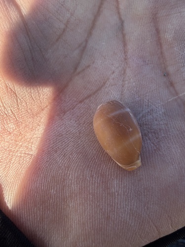Cypraea lutea observed 2025-12-06