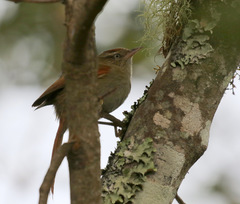 Cranioleuca hellmayri