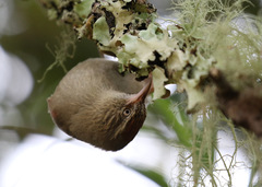 Cranioleuca hellmayri