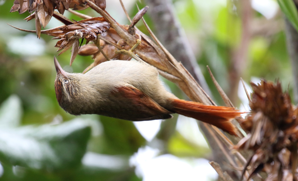 Streak-capped Spinetail photo