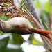 Streak-capped Spinetail - Photo (c) guyincognito, some rights reserved (CC BY-NC), uploaded by guyincognito