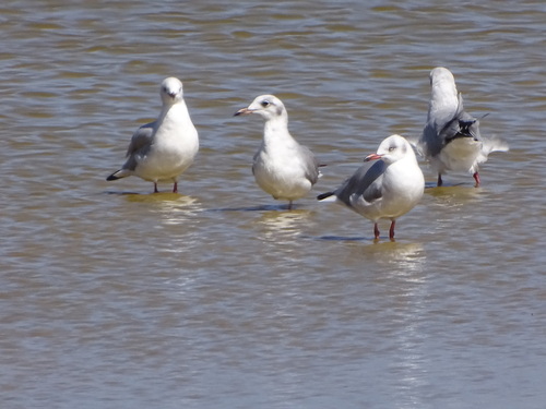 Grey-headed Gull (Chroicocephalus cirrocephalus), photo 4