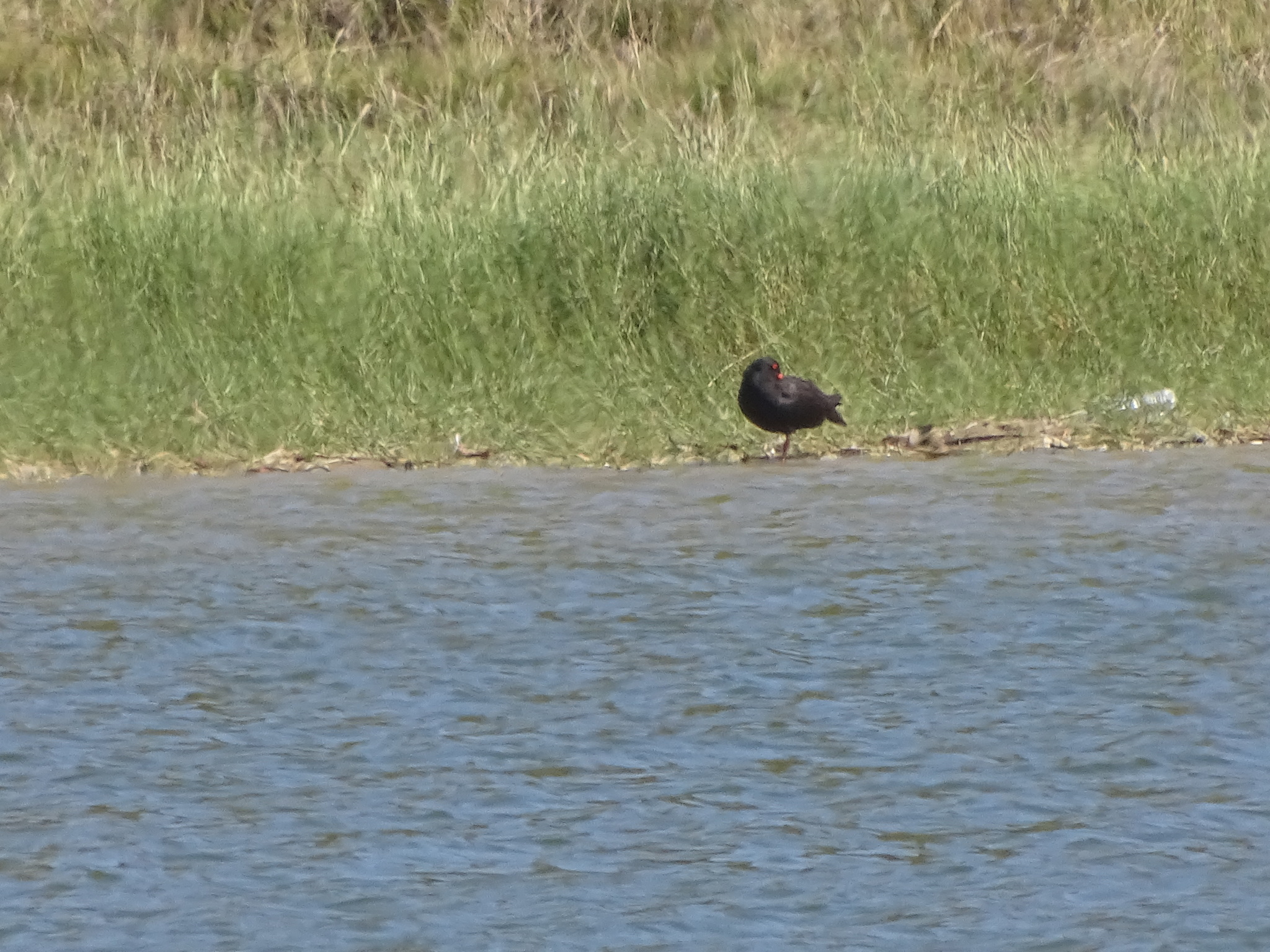 African Oystercatcher (Haematopus moquini), photo 3