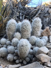 Escobaria sneedii sneedii