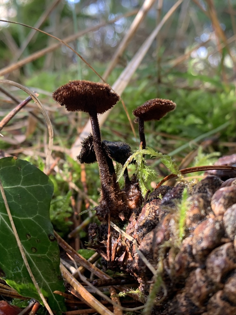Auriscalpium vulgare · January 2026 · photo: © manuela9012 (iNaturalist, cc-by)