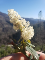 Ceanothus integerrimus macrothyrsus