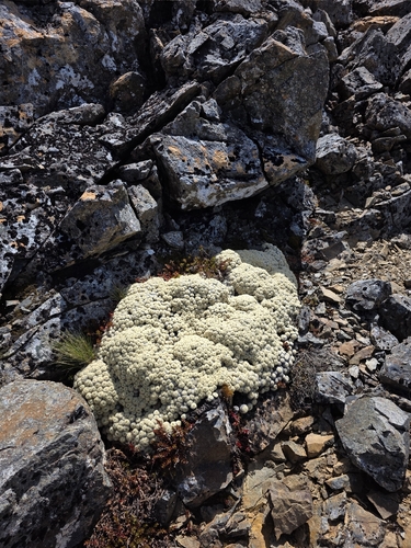 Haastia pulvinaris, photograph 6