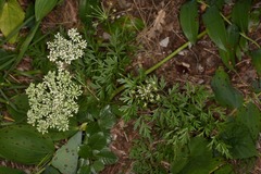 Cnidium silaifolium