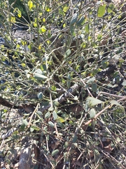 Ceanothus integerrimus macrothyrsus