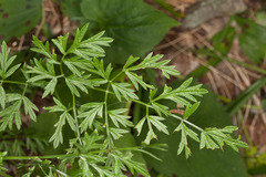 Cnidium silaifolium