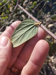 Ceanothus integerrimus macrothyrsus