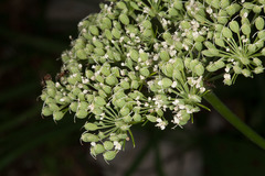 Cnidium silaifolium