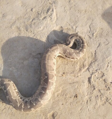 Rough-scaled Sand Boa