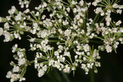 Cnidium silaifolium