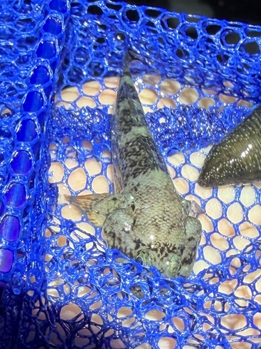 Cheekscaled frillgoby (Bathygobius cotticeps) — Gobiidae