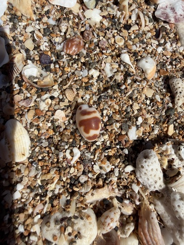 Bistolida ursellus observed 2025-10-26