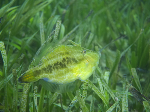 Paxman's filefish (Colurodontis paxmani) — Monacanthidae — 3