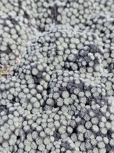 Raoulia bryoides, photograph 3