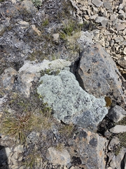 author not stated, no rights reserved Raoulia bryoides, photograph author not stated, no rights reserved