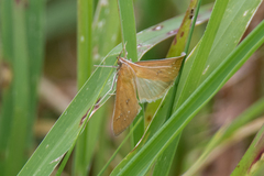 Uresiphita reversalis