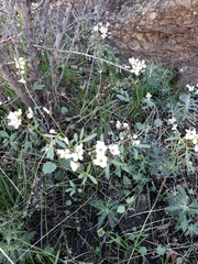 Cardamine pachystigma