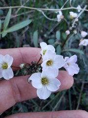 Cardamine pachystigma