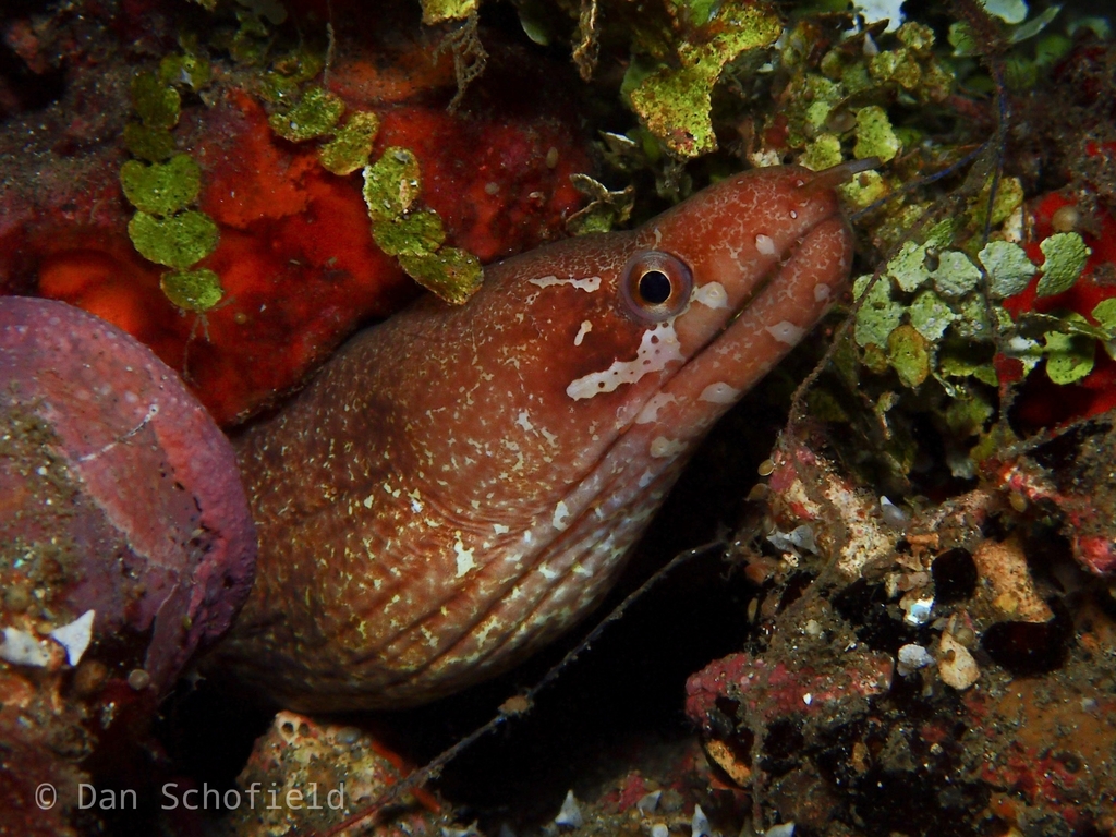 Barred-fin Moray