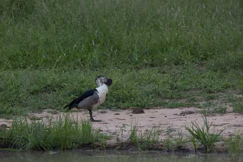 iNaturalist: (c) Cedric Meyer, some rights reserved (CC BY-NC), uploaded by Cedric Meyer iNaturalist image