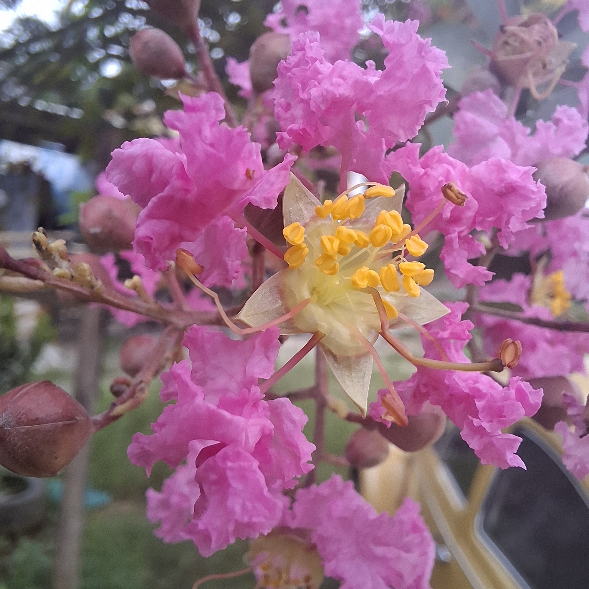 Lagerstroemia indica