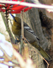 Icterus abeillei