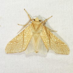 Lophocampa mixta