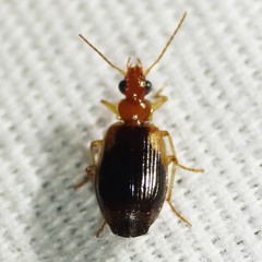 Lebia scapula