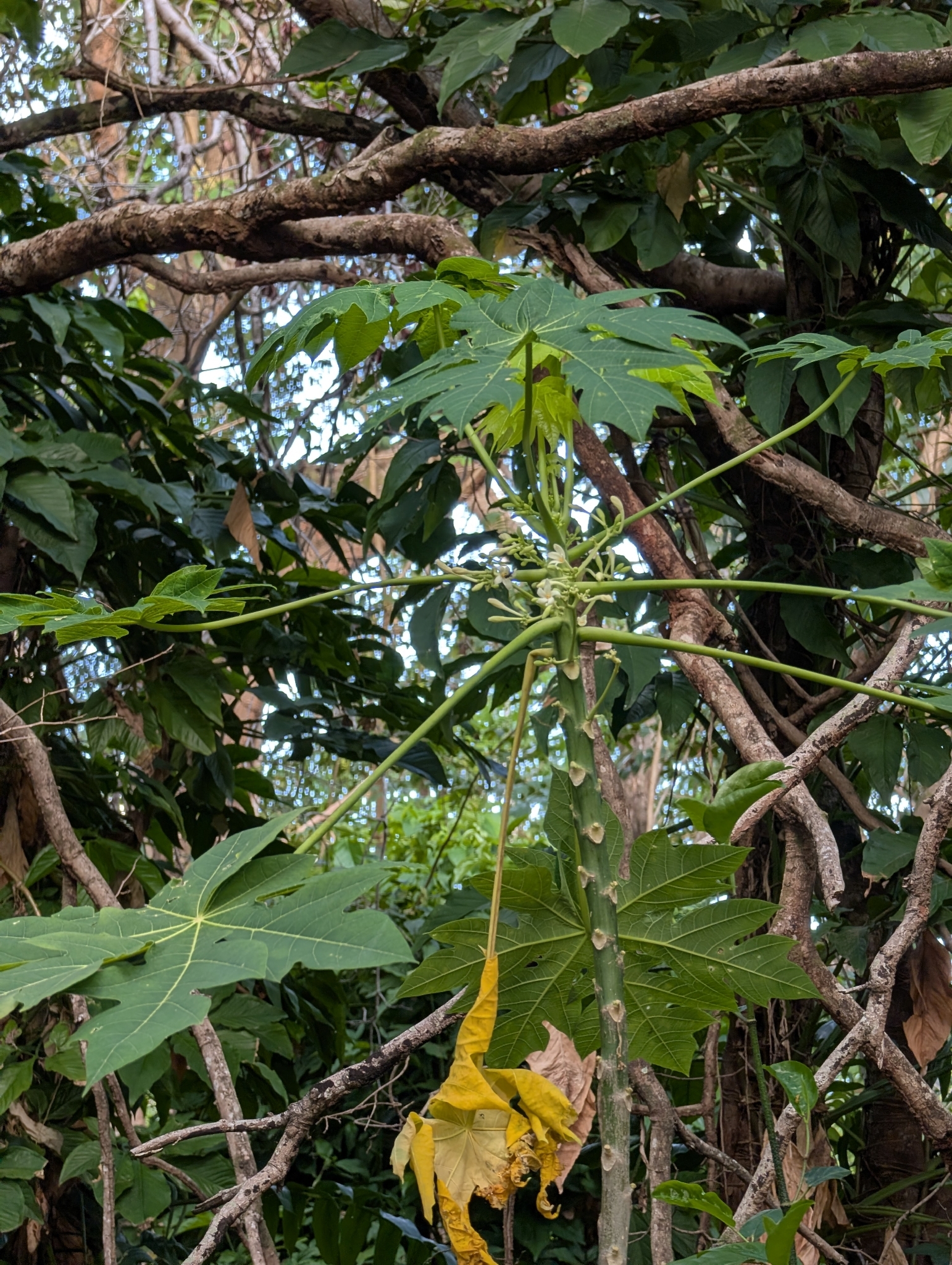 Foto de Carica papaya L.