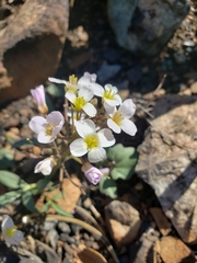 Cardamine pachystigma dissectifolia