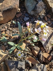 Cardamine pachystigma dissectifolia