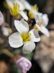 Cardamine pachystigma dissectifolia