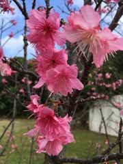 Cerasus