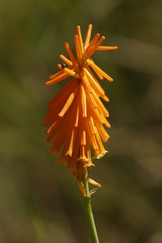 Kniphofia triangularis, photograph 6