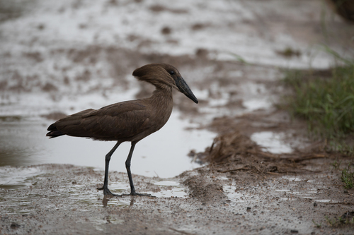 iNaturalist: (c) Cedric Meyer, some rights reserved (CC BY-NC), uploaded by Cedric Meyer iNaturalist image