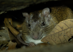 Cuvier's Spiny-Rat photo 5