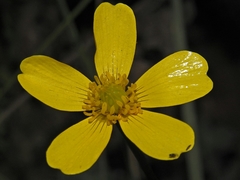 Ranunculus sierrae-orientalis