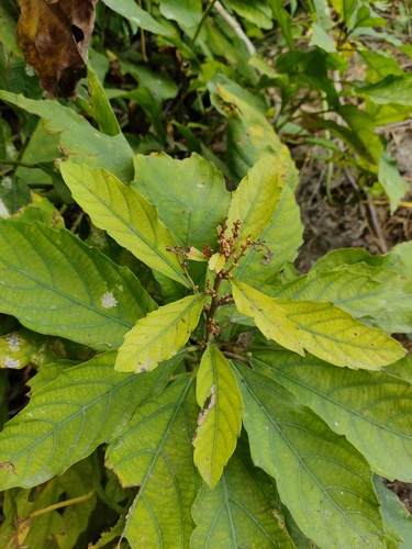 Baliospermum observed 2026-01-24