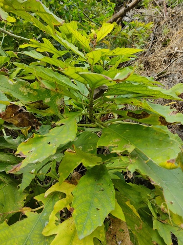 Baliospermum observed 2026-01-24