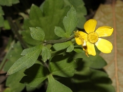 Ranunculus sierrae-orientalis