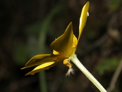 Ranunculus sierrae-orientalis