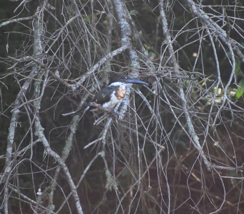 Amazon Kingfisher (Chloroceryle amazona), photo 5