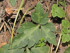 Ranunculus sierrae-orientalis