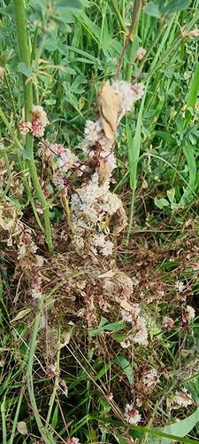 Clover Dodder