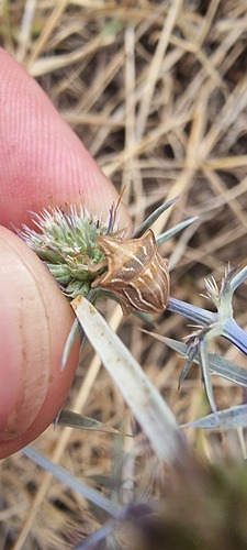 Ancyrosoma leucogrammes